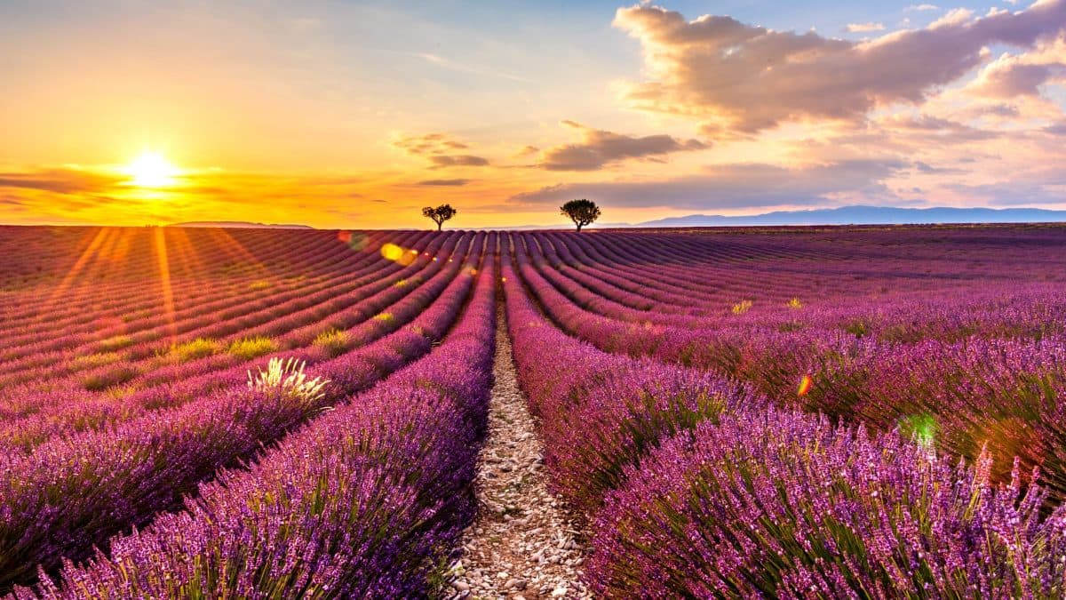 Plateau_de_Valensole_-_Pitchounart